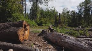 Best Tree Risk Assessment  in Hamburg, IA