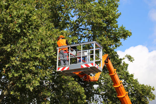 Best Pest Control for Lawns  in Hamburg, IA