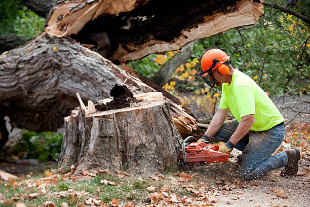Best Tree Cabling and Bracing  in Hamburg, IA